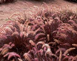 Pin On Interesting Annuals