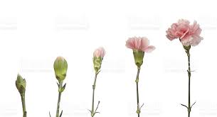 Image Result For Stages Of A Carnation Blooming Carnations Carnation Flower Pink Carnations