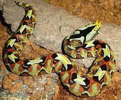 Ituri Forest Rhino Viper Reptiles And Amphibians Animals Amphibians