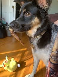 Pin By Lishysticks On Spencer Youtubers Cute Animals Doggo