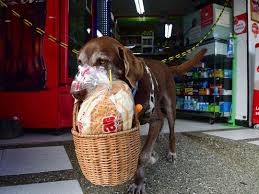 Check remember me to access your shopping cart on this computer even if you are not signed in. Doggy Deliveries Help Colombians Shop During Pandemic Offbeat Gulf News