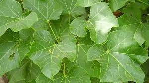 Terdapat berbagai jenis jarak, antara lain jarak kepyar (ricinus communis l.), jarak ulung (j. 8 Manfaat Daun Jarak Bantu Mengatasi Masalah Kesehatan Hot Liputan6 Com