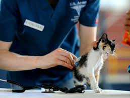Selain dari pokok galak kucing, ada juga alternatif tradisional lain yang korang oleh cuba. Cara Agar Kucing Tidak Hamil Lagi Hobinatang
