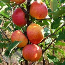 We offer by far the largest selection of bare root apple trees in ireland. Sunset Apple Fruit Trees Fruit Trees From Blackmoor