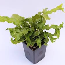 Image result for Asplenium cancellatum