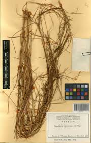 Image result for Anadelphia