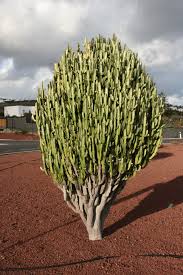 Image result for Euphorbia fortissima