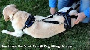 When to take a big dog up stairs? 5 Best Dog Lift Harnesses And Slings For Mobility Impaired Canines