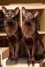 Javanese Cat Breed Profile | Petfinder