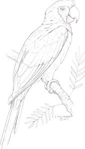 Imgur Com Bird Drawings Animal Drawings Bird Coloring Pages