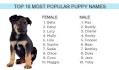 Unique Female Dog Names 2020 - 250+ Popular Girl Puppy ...