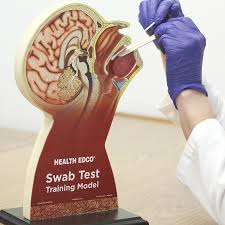 It's a little bit of a trauma for a lot of people. Swab Test Training Model For Health Education Health Edco