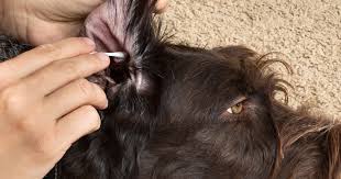 Image result for what do otodectes cynotis look like in dog fur