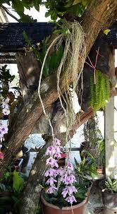 Jenis bilik orkid, foto dan nama mereka selalu menyentuh rusuhan warna dan mekar hiasan yang secara semula jadi, genus tumbuhan orkid ini terdapat di tenggara asia dan di australia, di mana ia. Permaisuri Orkid Nursery Posts Facebook