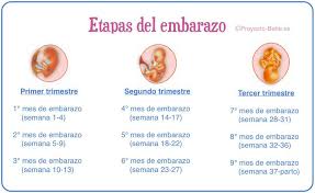 Cuantas Semanas De Contrariedad Tengo Con Calculadora Online 18 Semanas De Embarazo Cuantos Meses Son Babycenter