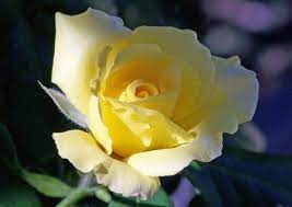 Free for commercial use no attribution required high quality images. Romantic Love Yellow Rose Pictures Free Stock Photos Download 7 370 Free Stock Photos For Commercial Use Format Hd High Resolution Jpg Images