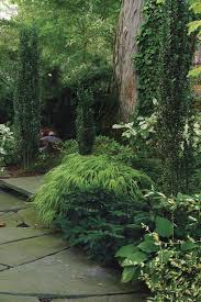 Gardeners love this popular shrub not only for its abundance of white or pink flowers on arching branches, but also for its unflappable zones: Conifers For Shade Finegardening