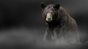 251 panda hd wallpapers and background images. Bear Wallpaper Hd 17 Wallpaper Hook