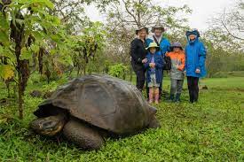 They can reach weights of over 250 kg and its. Turtle Conservancy Galapagos Expedition