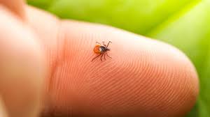 Tritt eine langsam zunehmende rötung, eine sogenannte „wanderröte, um die stichstelle. Zecken Biss Borreliose Fsme Funf Mythen Im Check Stern De