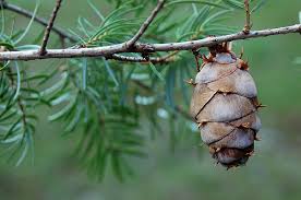 Image result for Pseudovigna