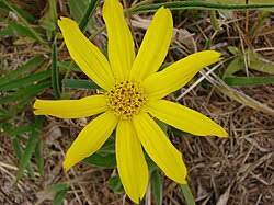 Image result for Aspilia pluriseta