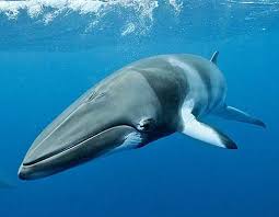 The story of this whale's name illustrates its blighted history. Minke Whale Curious Smallest Of Rorquals Minke Whale Whale Baleen Whales