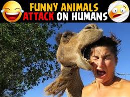 This opens in a new window. Funny Animals Attacking People Funny Animals Video 2020 Funny Animals Youtube