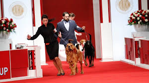 Established in 1909 the adba is an american pit bull terrier registry. Looking For Your Perfect Pooch Check Out These All American Dog Breeds Vvdailypress Com Victorville Ca