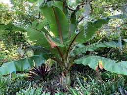 Image result for Ensete ventricosum