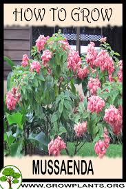 Image result for Mussaenda