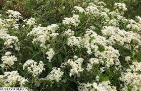 Image result for Vernonia longipedunculata