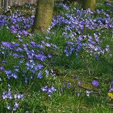 Anemone Blanda Blue Shades Besondere Blumenzwiebeln Spezielle Zwiebeln Pflanzen Stauden Schattengarten