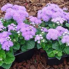 Ageratum Aloha Blue F1 Flowers Flower Seeds Plants