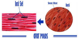 Jaringan otot merupakan jaringan dari serat halus dan sel otot. Sebutkan 4 Empat Ciri Ciri Otot Polos Pada Manusia