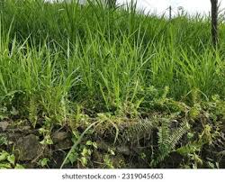 Image result for Digitaria abyssinica