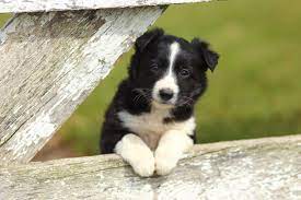 Последние твиты от border collie club (@bordercolliefc). Border Collie Charakter Haltung Pflege Zooplus