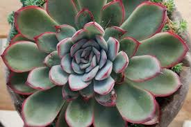 エケベリア 花うらら Echeveria Pulidonis 育て方 ゆるぷ