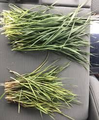 Maybe you would like to learn more about one of these? Crop Advisor Casebook Did John S Durum Seed Get Burned By Fertilizer Grainews