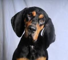 Black And Tan Beagle Coonhound Mix Adopt Thumper On Petfinder Coonhound Hound Dog Beagle Dog