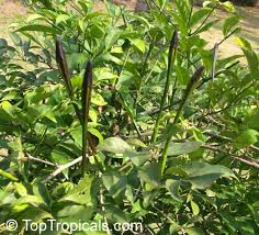 Image result for Rothmannia longiflora