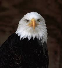 Beautiful Eagle Kus Hayvanlar Alemi Hayvanlar