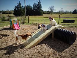 New Puppy Play Yard Waterbound Kooikerhondje In 2020 Puppy Play Dog Playground Dog Play Area