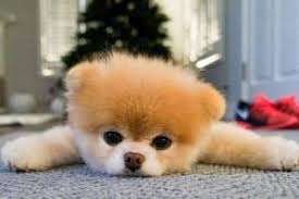boo le chien le plus mignon du monde est decede peluche chien chiens les plus mignons chien boo