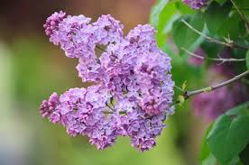 I will definitely be choosing. Lilac Bush Plant Care Growing Guide