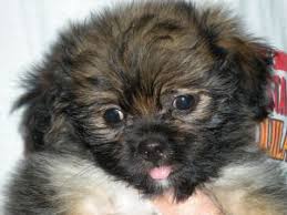 Dogs wiii come from sheiters, puppy miiis, owner. Shih Tzu Puppies In Florida