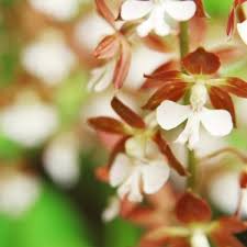 エビネはどんな花 特徴をふまえた育て方や手入れ 増やし方をご紹介 暮らし の