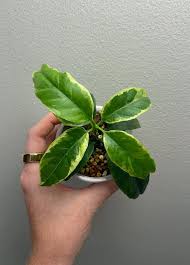 Image result for hoya multiflora