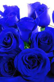 Check spelling or type a new query. Pin By Komuro Toshinobu On Bedazzling Blue Blue Roses Beautiful Flowers Blue Flowers