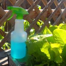 Maybe you would like to learn more about one of these? 5 Diy Bug Sprays For The Garden Creative Homemaking